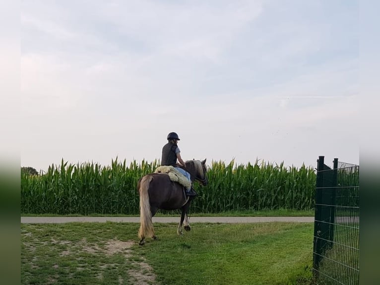 Cavallo della foresta nera Giumenta 13 Anni 151 cm Sauro scuro in Niedereschach