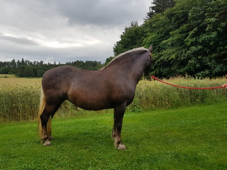 Cavallo della foresta nera Giumenta 13 Anni 151 cm Sauro scuro in Niedereschach