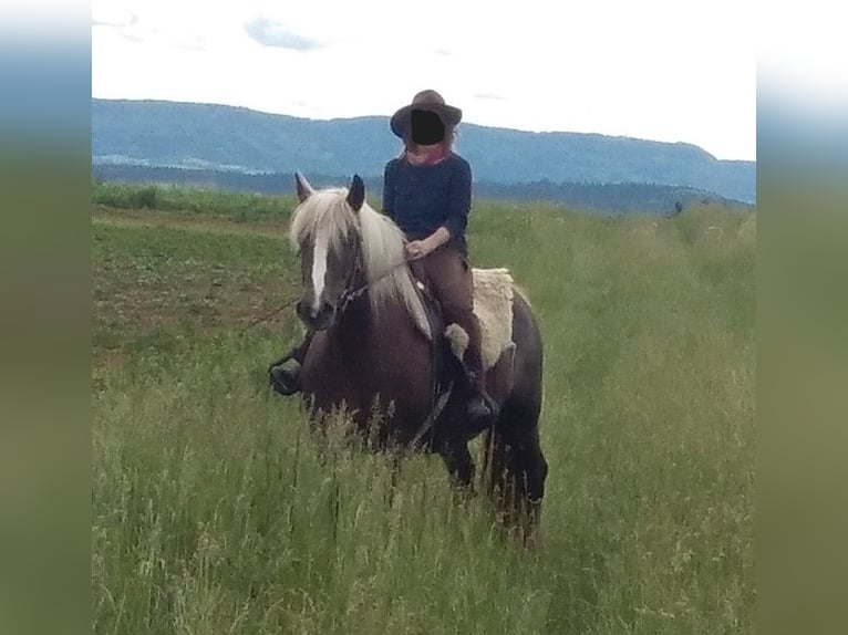 Cavallo della foresta nera Giumenta 13 Anni 151 cm Sauro scuro in Niedereschach