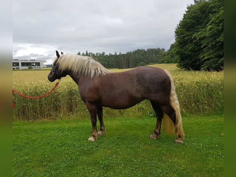 Cavallo della foresta nera Giumenta 13 Anni 151 cm Sauro scuro in Niedereschach