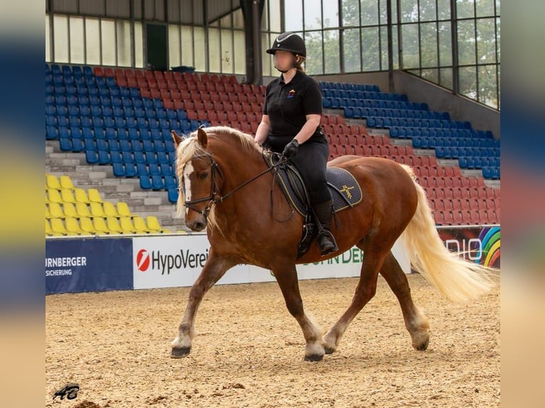 Cavallo della foresta nera Giumenta 13 Anni 154 cm Sauro scuro in Eberbach