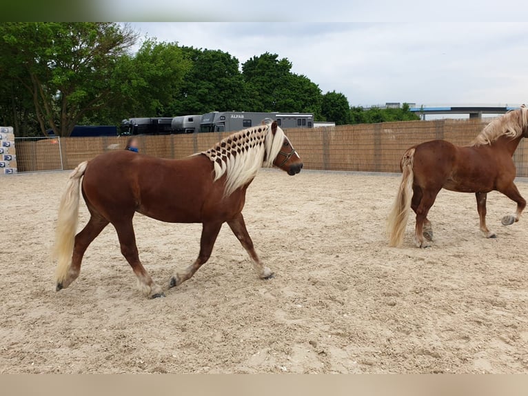 Cavallo della foresta nera Giumenta 13 Anni 154 cm Sauro scuro in Eberbach