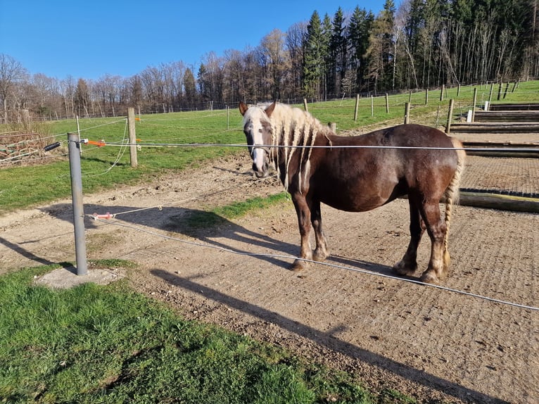 Cavallo della foresta nera Giumenta 13 Anni 155 cm Sauro scuro in Reutlingen