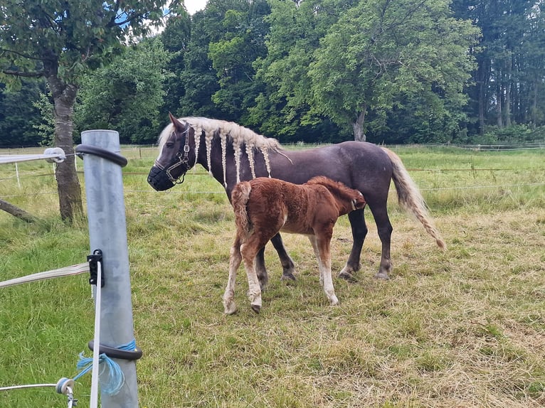 Cavallo della foresta nera Giumenta 13 Anni 155 cm Sauro scuro in Reutlingen