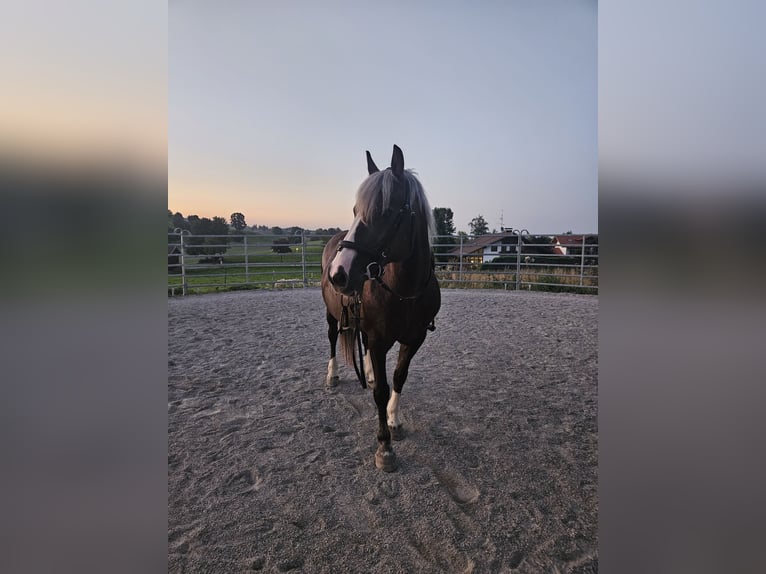 Cavallo della foresta nera Giumenta 14 Anni 150 cm Baio scuro in Füssen