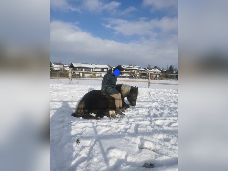 Cavallo della foresta nera Giumenta 14 Anni 150 cm Baio scuro in Füssen