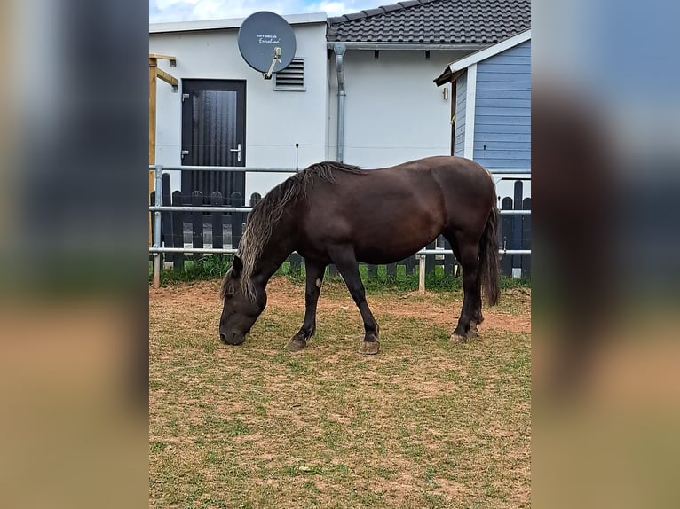 Cavallo della foresta nera Giumenta 15 Anni 155 cm Sauro scuro in Frankenberg (Eder)