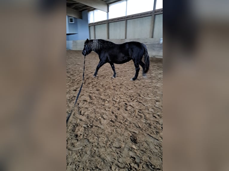 Cavallo della foresta nera Giumenta 15 Anni 155 cm Sauro scuro in Frankenberg (Eder)