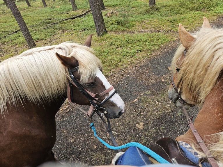 Cavallo della foresta nera Giumenta 17 Anni 145 cm Sauro scuro in Ralbitz-Rosenthal