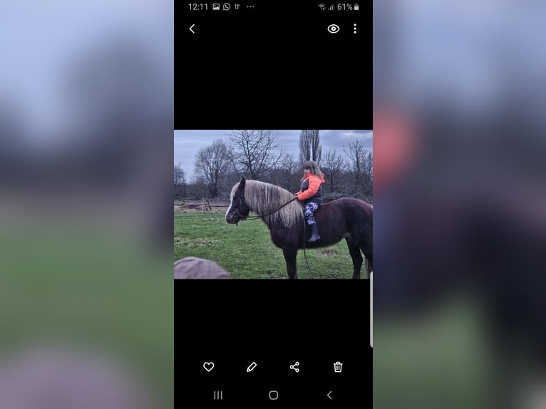 Cavallo della foresta nera Giumenta 17 Anni 146 cm Sauro in Recklinghausen