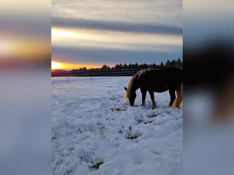 Cavallo della foresta nera Giumenta 17 Anni 152 cm Sauro in Bingen