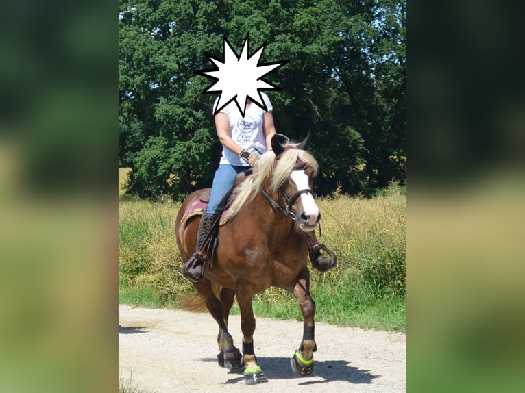 Cavallo della foresta nera Giumenta 17 Anni 152 cm Sauro in Bingen