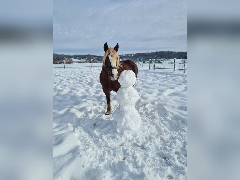 Cavallo della foresta nera Giumenta 17 Anni 152 cm Sauro in Bingen