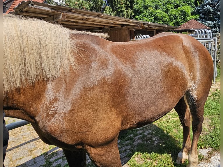 Cavallo della foresta nera Giumenta 19 Anni 157 cm Sauro in Karlstadt