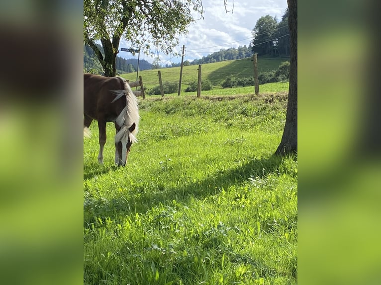 Cavallo della foresta nera Giumenta 1 Anno 154 cm Sauro in Waldkirch