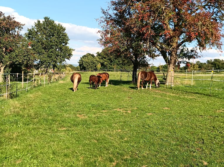 Cavallo della foresta nera Giumenta 1 Anno 155 cm Sauro scuro in Filderstadt