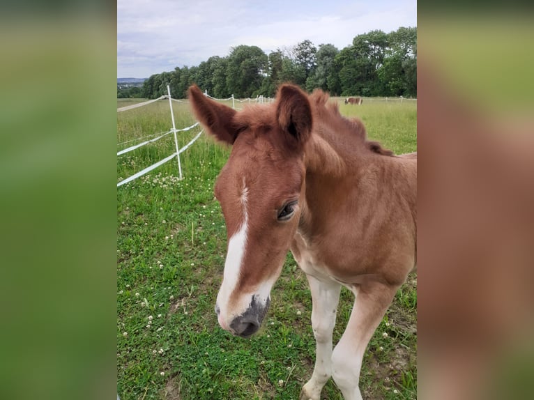 Cavallo della foresta nera Giumenta 1 Anno 155 cm Sauro scuro in Filderstadt