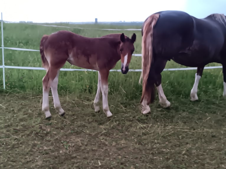 Cavallo della foresta nera Giumenta 1 Anno 155 cm Sauro scuro in Filderstadt