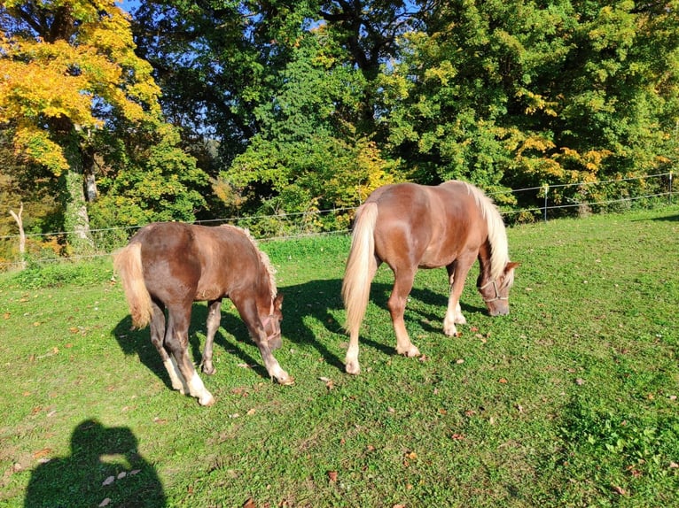 Cavallo della foresta nera Giumenta 1 Anno 157 cm Sauro scuro in &#xDC;hlingen-Birkendorf
