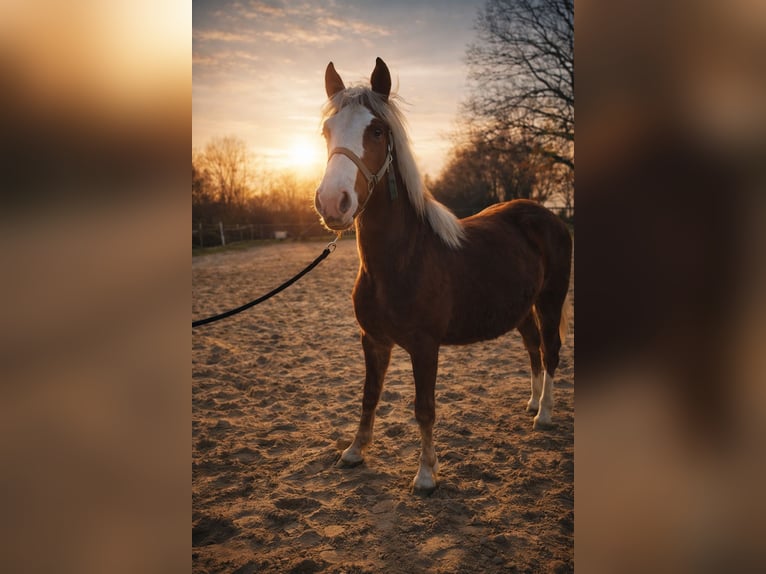 Cavallo della foresta nera Giumenta 1 Anno  in Baumgarten