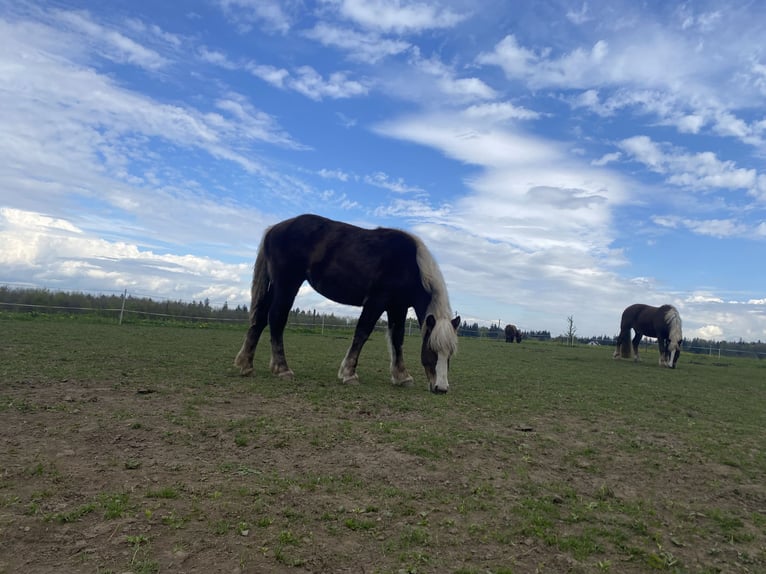 Cavallo della foresta nera Giumenta 1 Anno Sauro in Waldburg