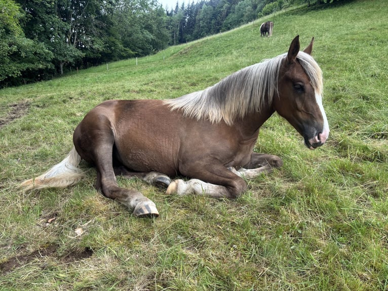 Cavallo della foresta nera Giumenta 1 Anno Sauro scuro in Kleines Wiesental