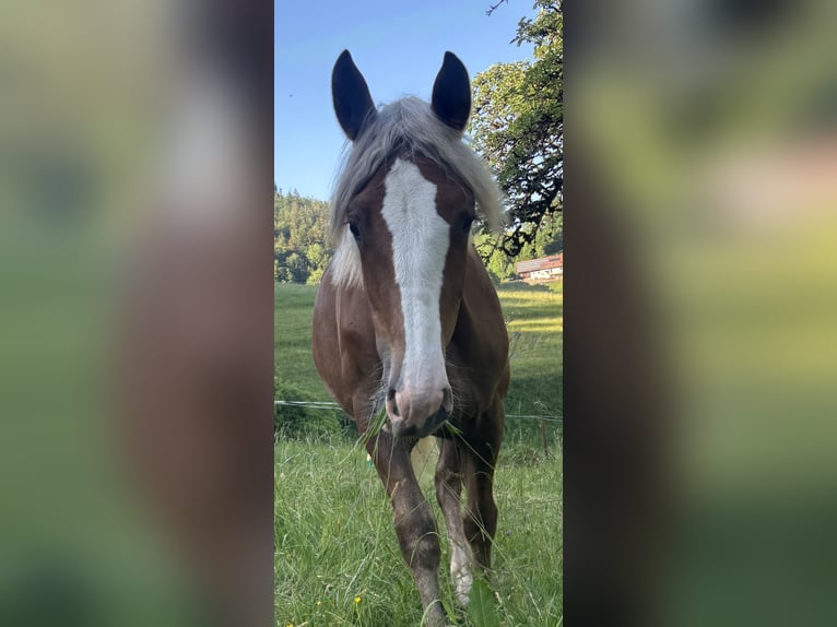 Cavallo della foresta nera Giumenta 1 Anno Sauro scuro in Kleines Wiesental