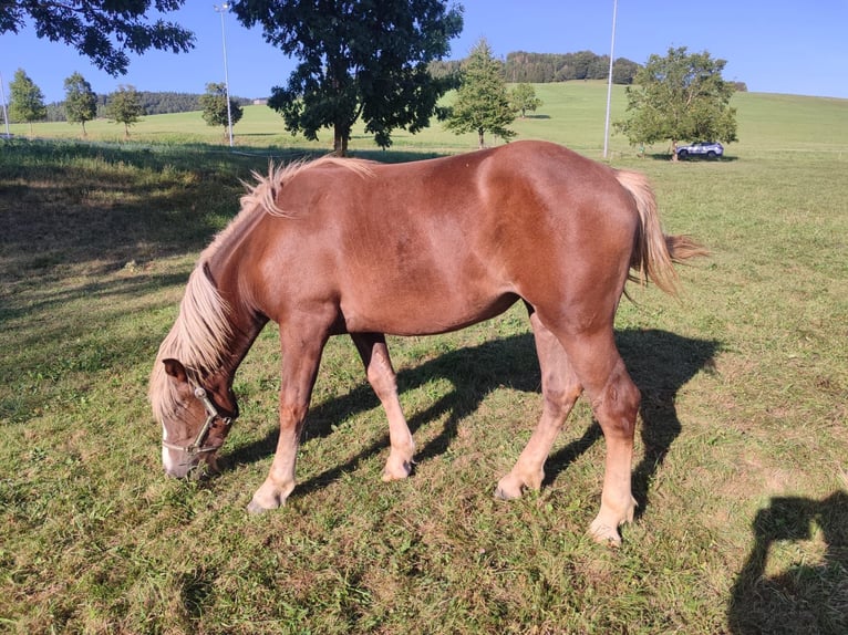 Cavallo della foresta nera Giumenta 1 Anno Sauro scuro in Ühlingen-Birkendorf