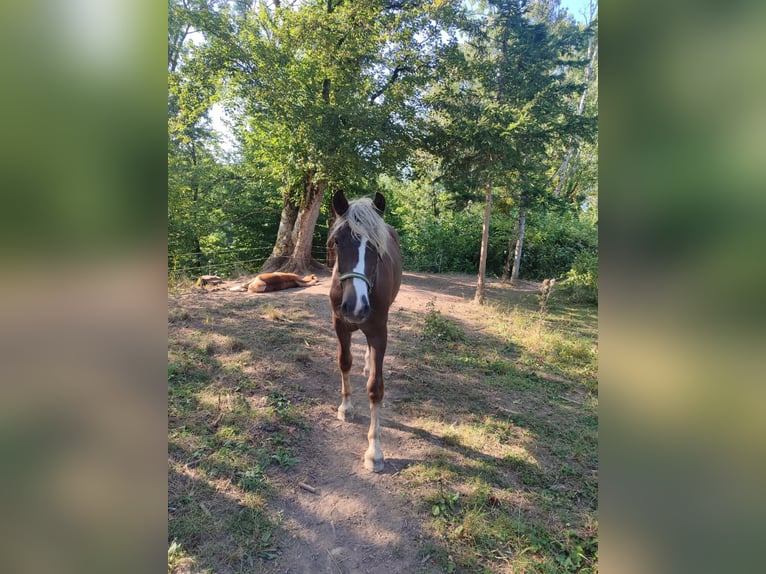 Cavallo della foresta nera Giumenta 1 Anno Sauro scuro in Ühlingen-Birkendorf