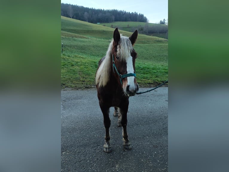 Cavallo della foresta nera Giumenta 2 Anni 143 cm Sauro scuro in Elzach