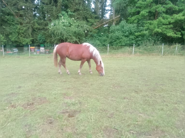 Cavallo della foresta nera Giumenta 2 Anni 144 cm Sauro scuro in Bad Gandersheim OT Altgandersheim