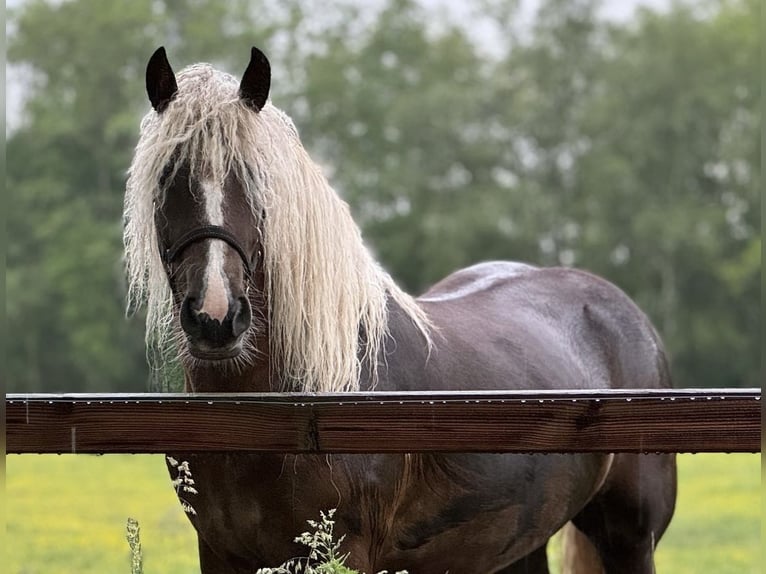 Cavallo della foresta nera Giumenta 2 Anni 148 cm Sauro scuro in Zuidwolde