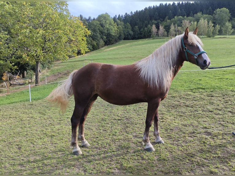Cavallo della foresta nera Giumenta 2 Anni Sauro in Elzach