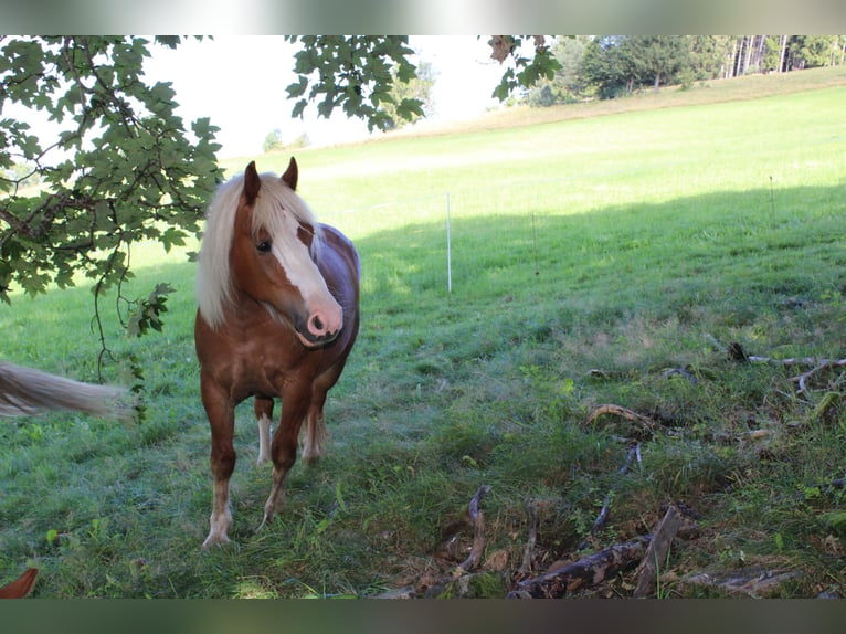 Cavallo della foresta nera Giumenta 2 Anni Sauro in Gütenbach