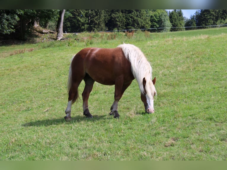 Cavallo della foresta nera Giumenta 2 Anni Sauro in Gütenbach