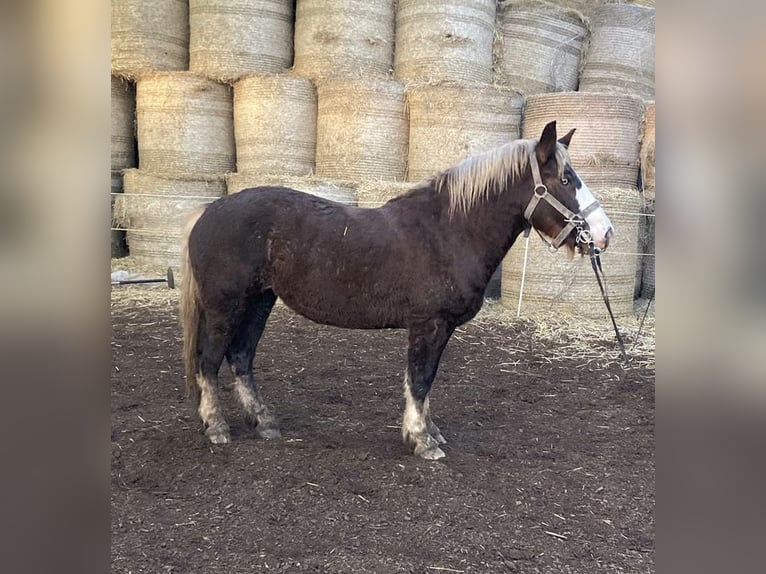 Cavallo della foresta nera Giumenta 3 Anni 140 cm Sauro in Alfdorf