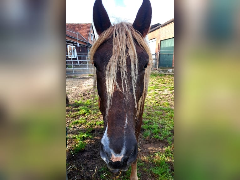 Cavallo della foresta nera Giumenta 3 Anni 152 cm Sauro scuro in Celle