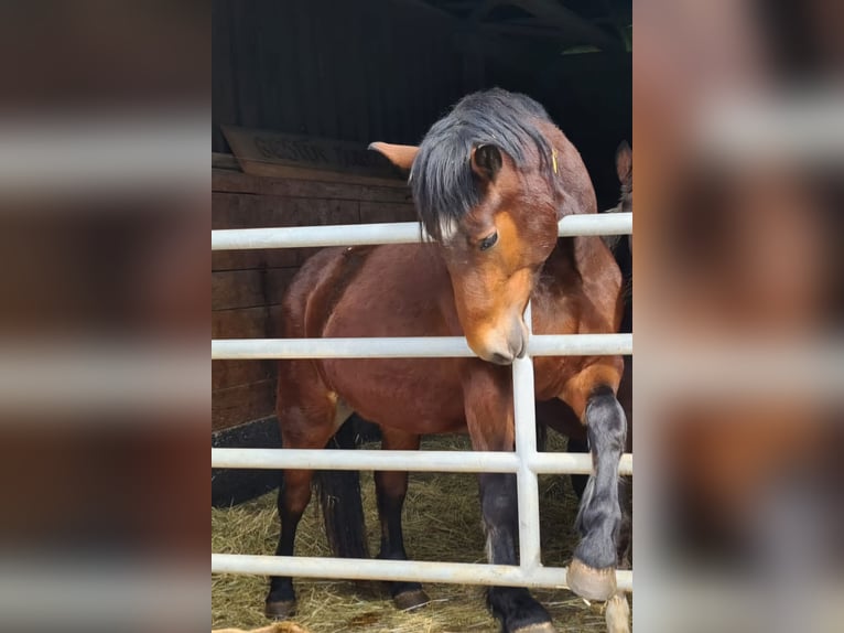 Cavallo della foresta nera Giumenta 3 Anni 153 cm Baio in Sulz am Neckar