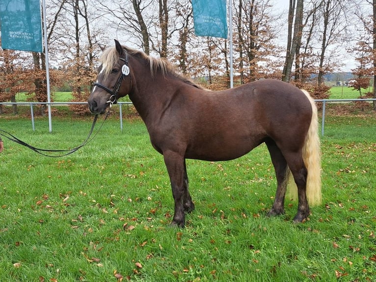 Cavallo della foresta nera Giumenta 3 Anni 153 cm Sauro scuro in Sulz am Neckar
