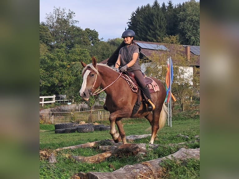 Cavallo della foresta nera Mix Giumenta 3 Anni 157 cm Sauro in Bayerbach