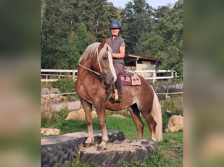 Cavallo della foresta nera Mix Giumenta 3 Anni 157 cm Sauro in Bayerbach