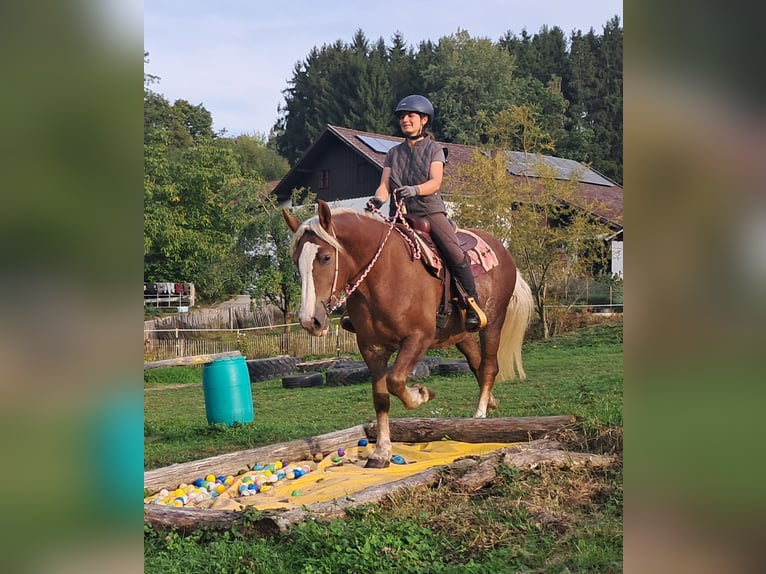 Cavallo della foresta nera Mix Giumenta 3 Anni 157 cm Sauro in Bayerbach