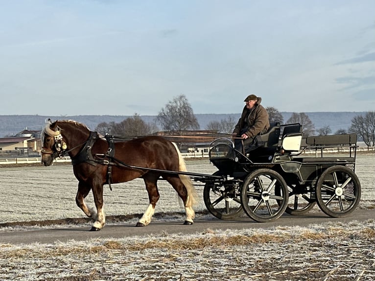 Compra Cavallo da hobby Walde Foresta nera - M Allround all'ingrosso