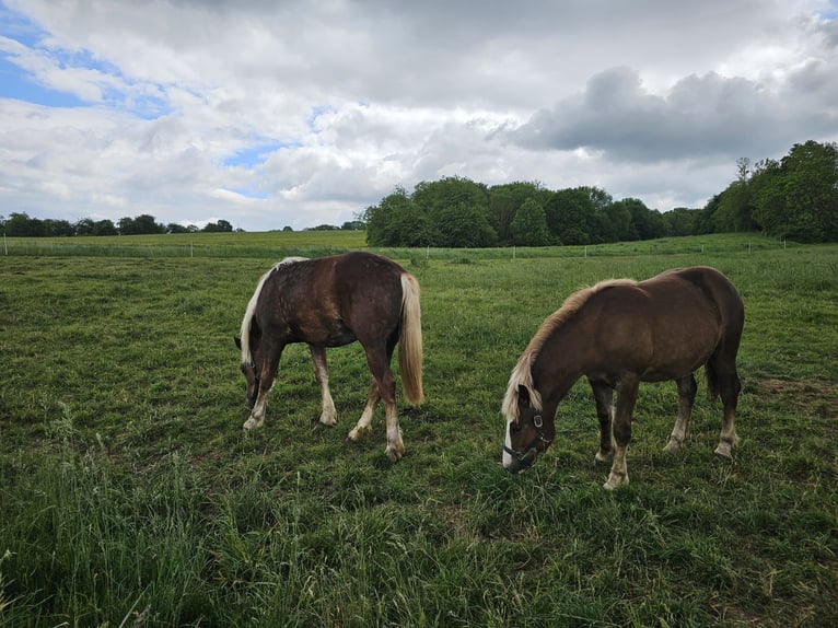 Cavallo della foresta nera Giumenta 3 Anni Sauro scuro in Ferna