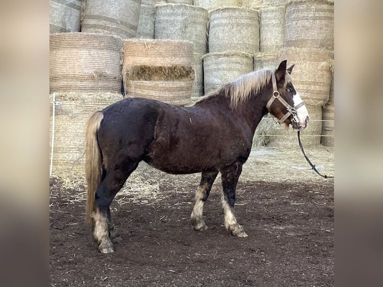 Cavallo della foresta nera Giumenta 4 Anni 140 cm Sauro in Alfdorf