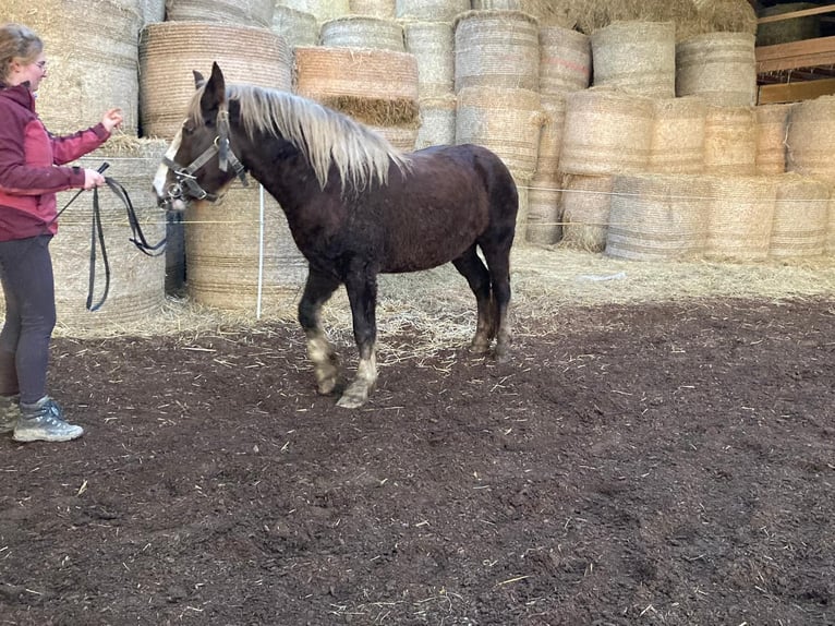 Cavallo della foresta nera Giumenta 4 Anni 140 cm Sauro in Alfdorf