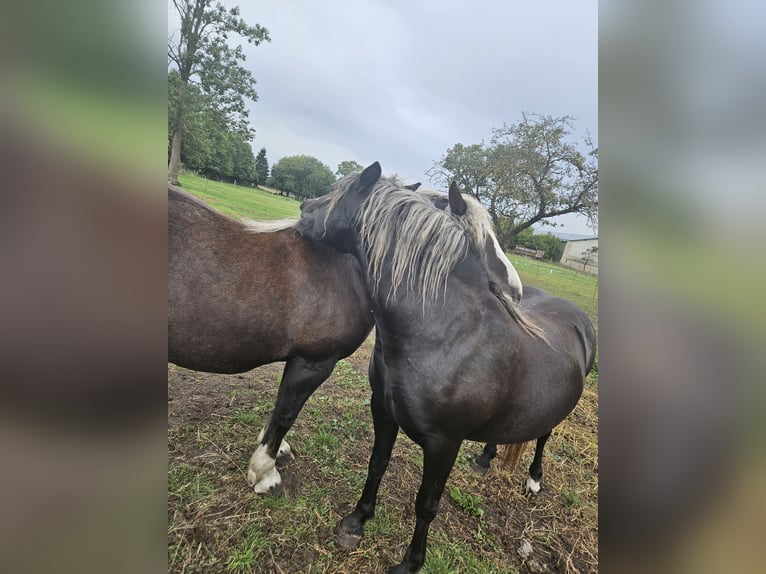 Cavallo della foresta nera Giumenta 4 Anni 143 cm Sauro scuro in Gardelegen