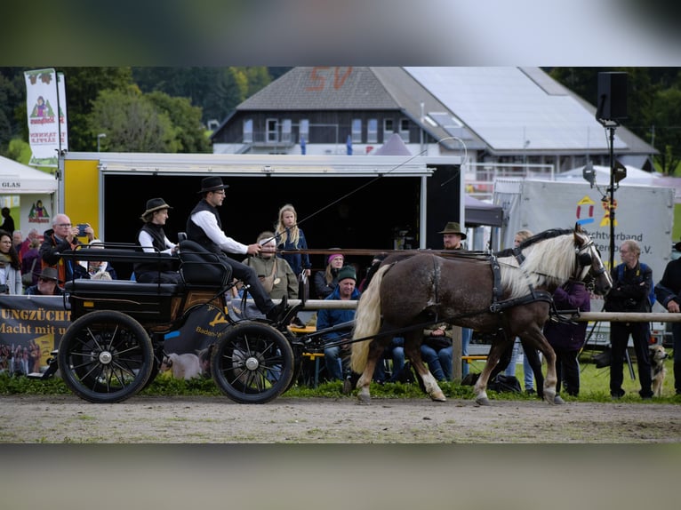 Cavallo della foresta nera Giumenta 4 Anni 149 cm Sauro scuro in Bonndorf im Schwarzwald
