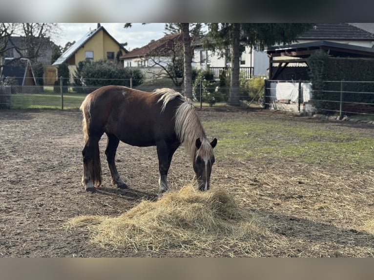 Cavallo della foresta nera Giumenta 4 Anni 150 cm Sauro scuro in Finsterwalde