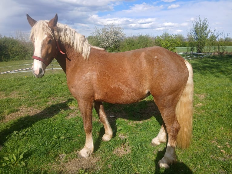 Cavallo della foresta nera Giumenta 4 Anni 152 cm Sauro in Bobingen